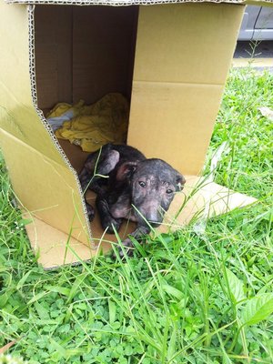 O-peng - Mixed Breed Dog