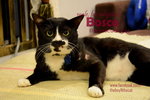 Bosco, The Mustachio Cat - Domestic Short Hair Cat