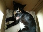 Bosco, The Mustachio Cat - Domestic Short Hair Cat
