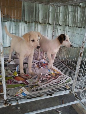 Creamer Sweety &amp; Whitey Sweety - Mixed Breed Dog