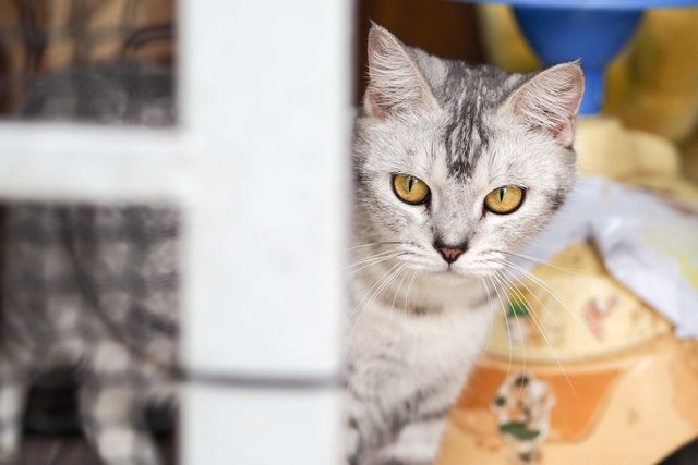 Ciki - Persian + Maine Coon Cat