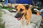 Fafa - Mixed Breed Dog