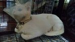 Milky - Domestic Short Hair Cat