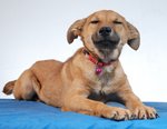 Guard/family Dogs For Adoption - Mixed Breed Dog