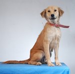 Guard/family Dogs For Adoption - Mixed Breed Dog