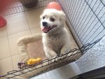 Lulu - Shih Tzu + Chihuahua Dog