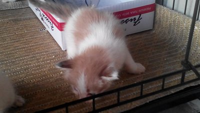 Fantastic Four - Domestic Medium Hair + Turkish Van Cat