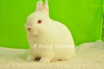 Netherland Dwarf - Rew 232 - Netherland Dwarf Rabbit