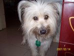 Tien Tien - Terrier Dog