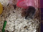 Loki - Short Dwarf Hamster Hamster