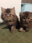 Sayuri &amp; Noiza - Persian Cat