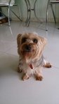 Silky Terrier Lost @usj4 - Australian Terrier + Silky Terrier Dog