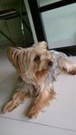 Silky Terrier Lost @usj4 - Australian Terrier + Silky Terrier Dog