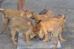 Filla - Mixed Breed Dog
