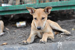 Iban - Mixed Breed Dog