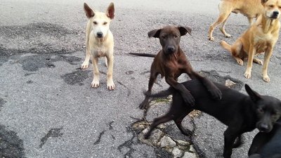 Emas, Timah, Tembaga &amp; Perak - Mixed Breed Dog