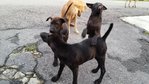 Emas, Timah, Tembaga &amp; Perak - Mixed Breed Dog