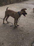 Charlotte - Family/guard Dog - Mixed Breed Dog