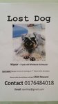 Lost Dog: Mayor -- Cash Reward - Schnauzer Dog