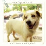 Milka - Mixed Breed Dog
