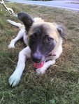 Sasha - Mixed Breed Dog