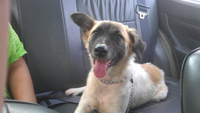 Sasha - Mixed Breed Dog