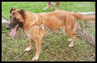 Dog Found In Kota Damansara - Belgian Shepherd Malinois Mix Dog