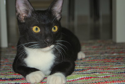 Mikii - Domestic Long Hair Cat