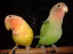  Lovebirds - Lovebird Bird