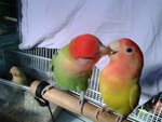  Lovebirds - Lovebird Bird