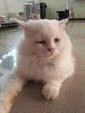 *dewey* - Persian + Domestic Long Hair Cat