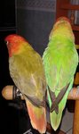 Lucky &amp; Fluffy My Lovebirds - Lovebird Bird