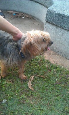 Unknown - Silky Terrier Dog