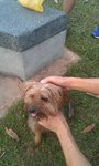 Unknown - Silky Terrier Dog