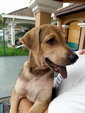 Ben Male  Adopted - Mixed Breed Dog