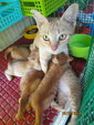 The Sun mummy to the ginger kittens