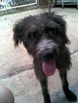 Mett(A) Melaka - Poodle + Pit Bull Terrier Dog