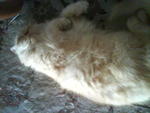 Duchess - Persian Cat