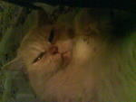 Duchess - Persian Cat