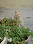 Lilyput - Persian + Domestic Medium Hair Cat