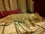 Boboy - Persian Cat