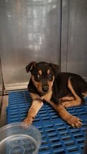 Hero - Donation Appeal - Mixed Breed Dog