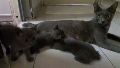 Ah Boy &amp; Mei Mei - Russian Blue Cat
