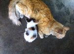 Kitty &amp; 4 Kitties - Domestic Short Hair Cat