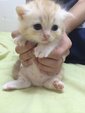 Gloden - Persian + American Shorthair Cat
