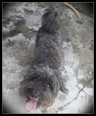 Truman - Schnauzer + Poodle Dog