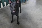  Black Beauty &amp; Dot Dot  - Mixed Breed Dog