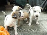 New Kids On The Block - Mixed Breed Dog