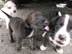 New Kids On The Block - Mixed Breed Dog
