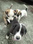 New Kids On The Block - Mixed Breed Dog